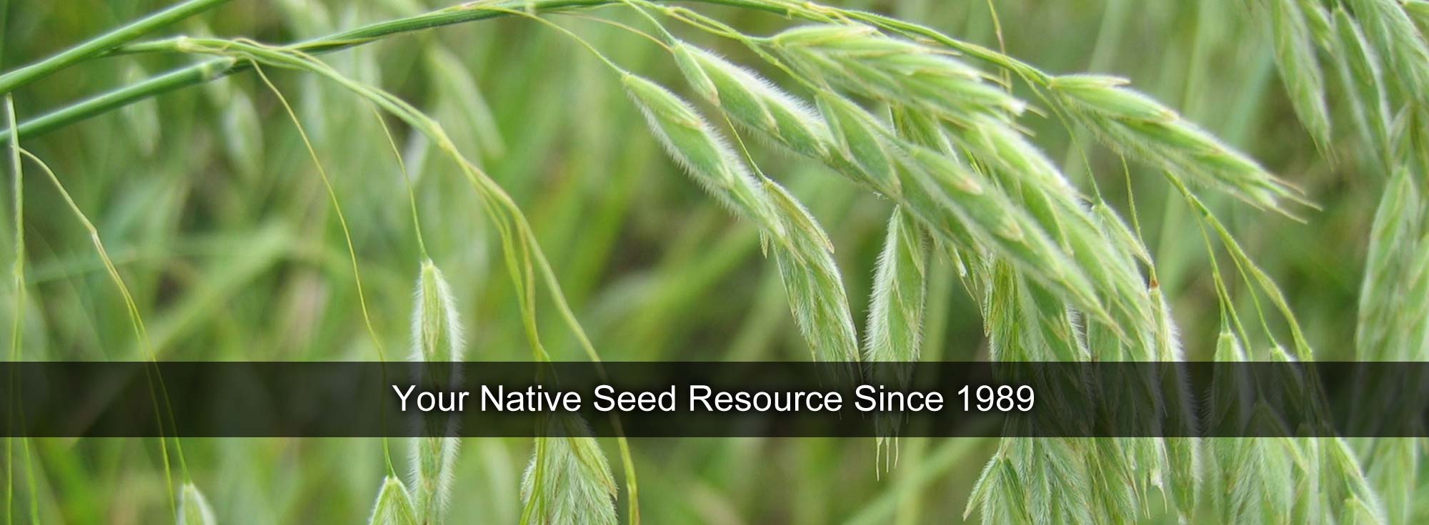 Your Native Seed Resource Since 1989