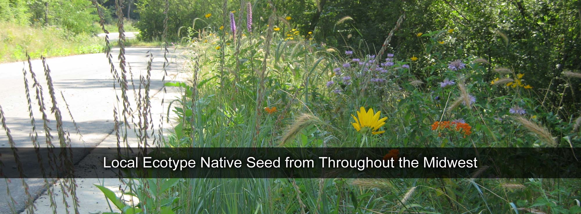 Local Ecotype Native Seed from Throughout the Midwest